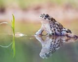 Frosch auf Wasseroberfläche