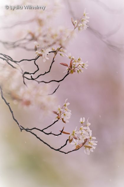 Kirschbaumblüte