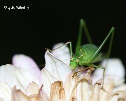 Grashüpfer auf Blüte
