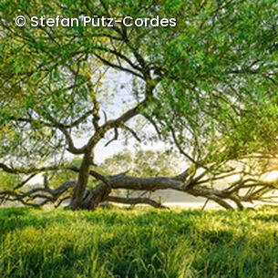 Baum auf Wiese