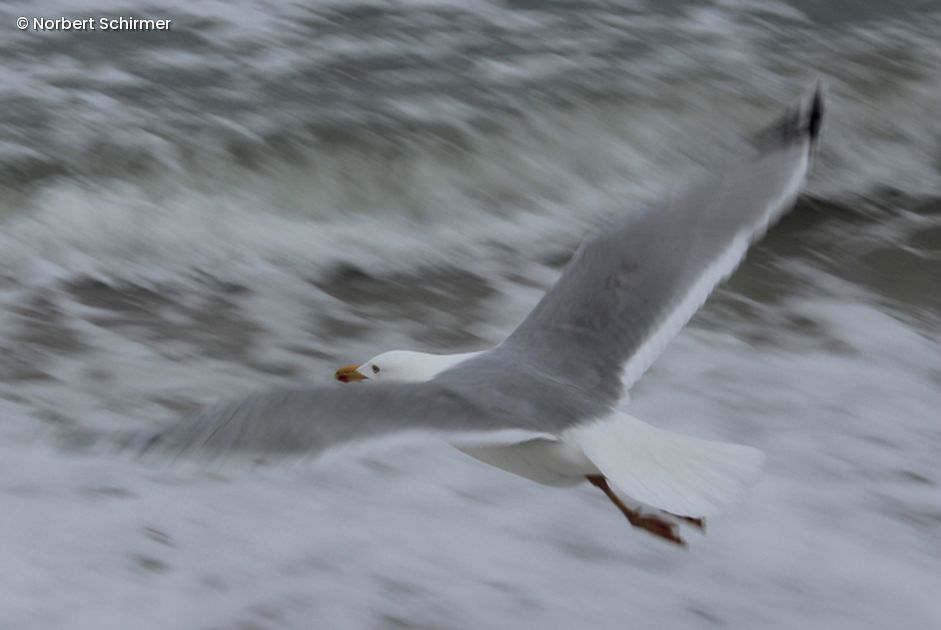 Möwe fliegt über Wasser