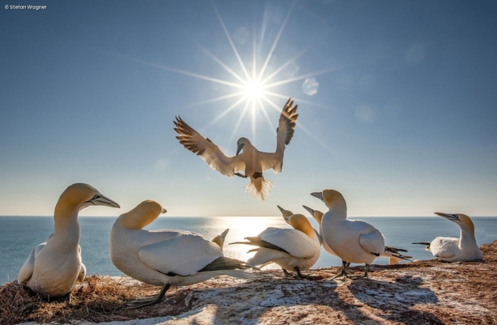 Vögel am Strand