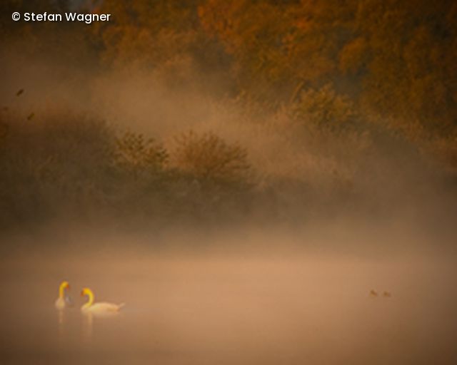 See im Nebel mit Schwänen