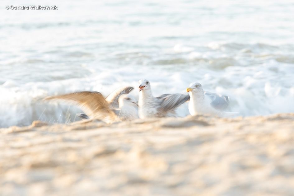 Möwen am Strand