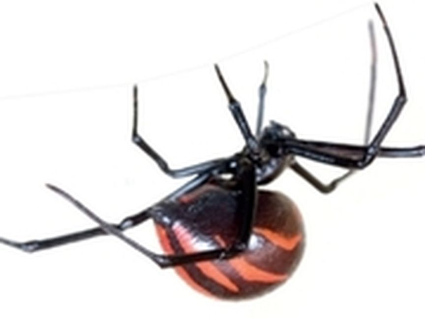 Spinne mit rotem Körper