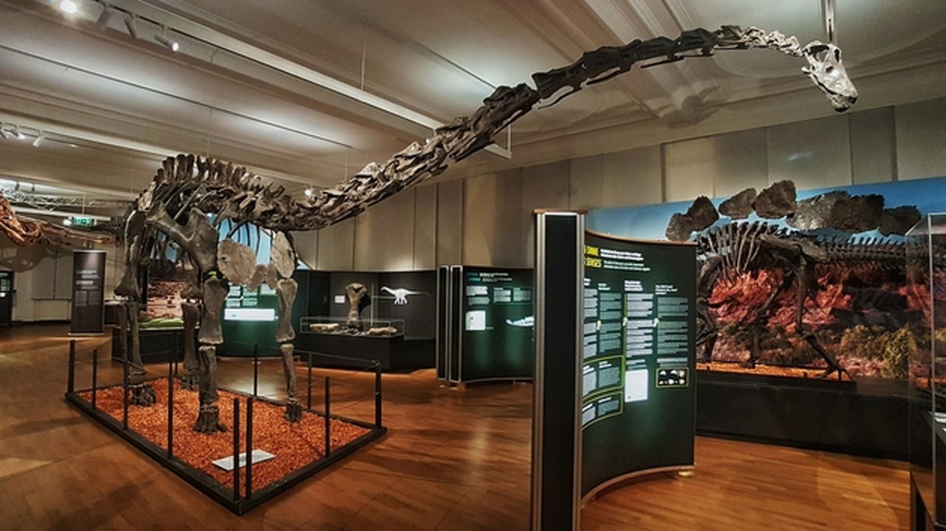 Ausstellungsraum mit Dino-Skelett