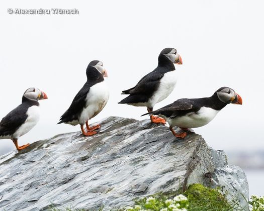 Gruppe von Vögeln auf Fels