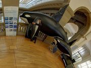 Ausstellungsraum mit Modell Orca