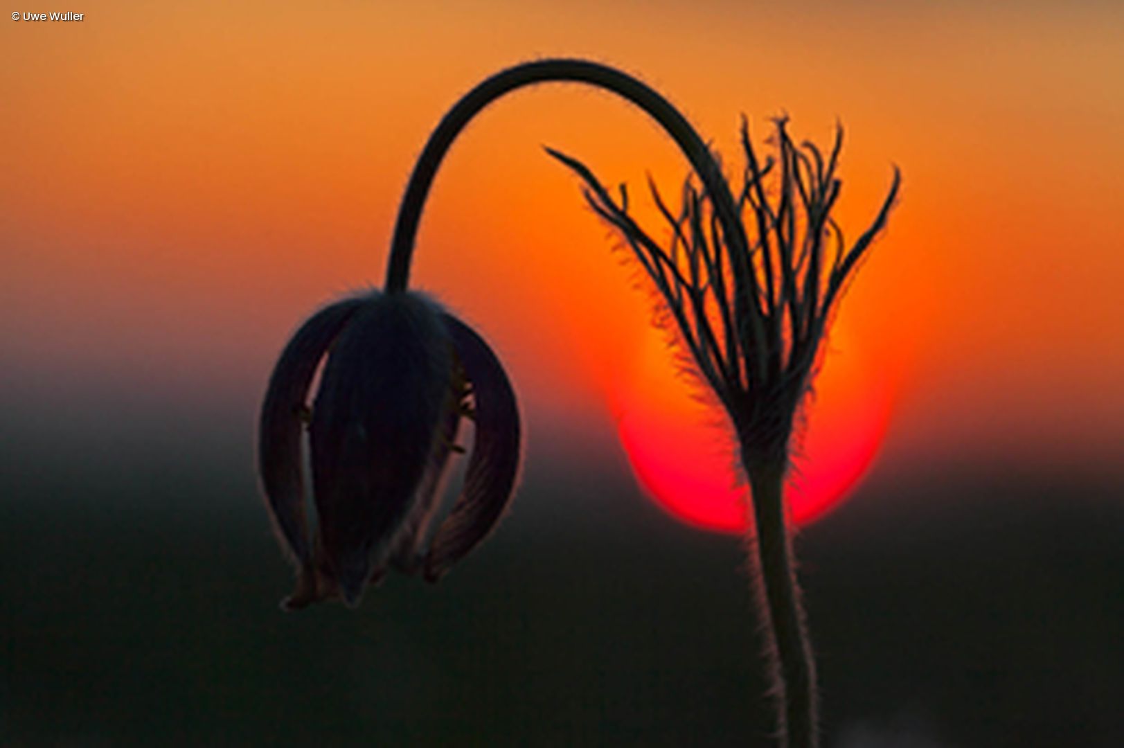 Blumenblüte vor Sonnenuntergang