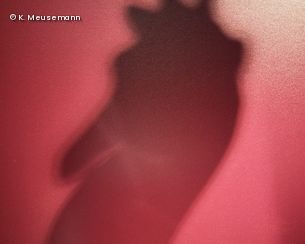 Schatten der Bundesgiraffe