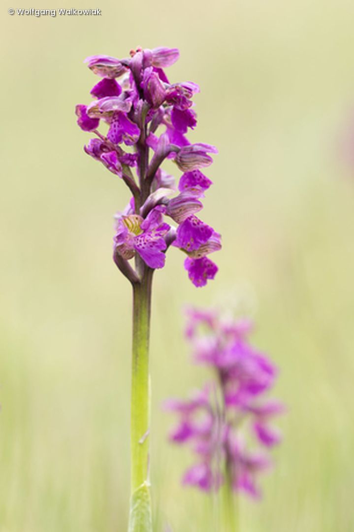 Blume mit lila Blüten