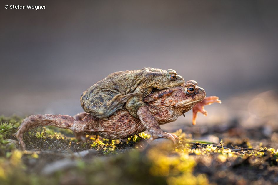 1 Frosch sitzt auf anderem