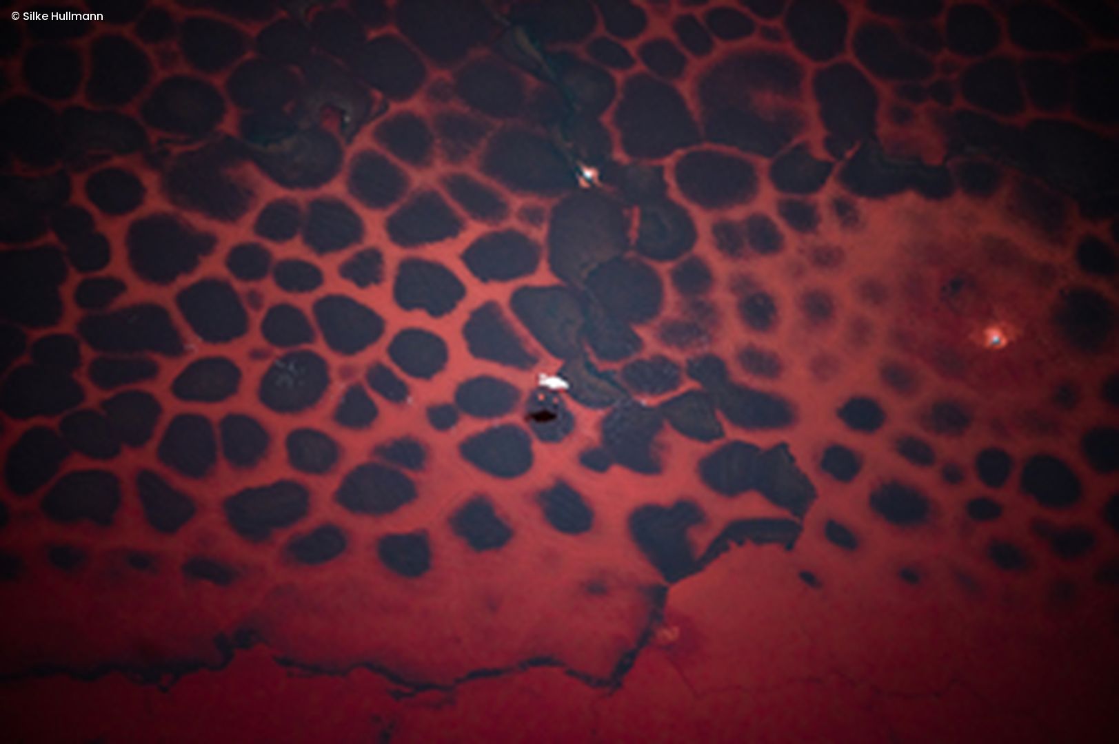 Rot Schwarz gemustertes Tier