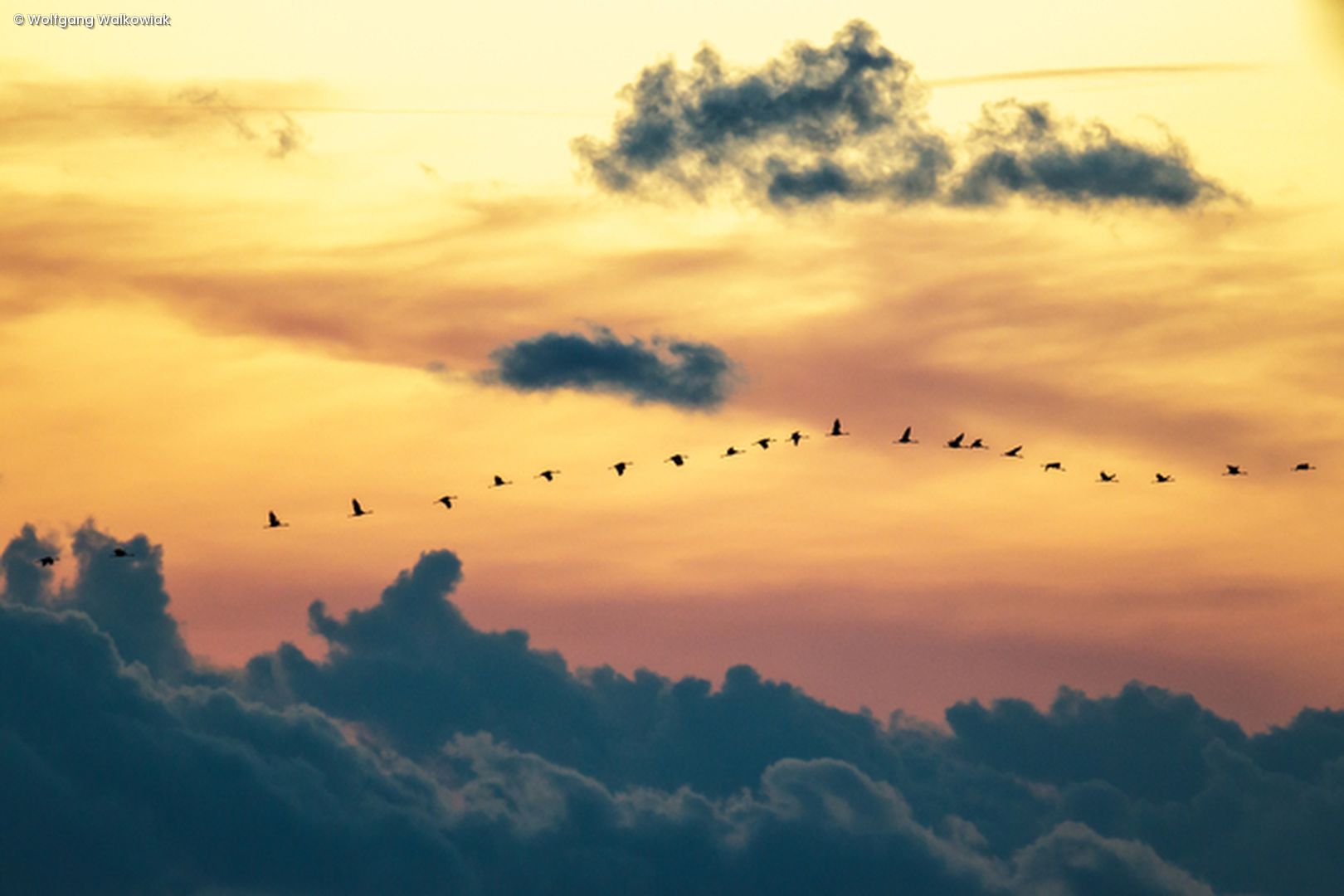 Vogelschwarm fliegt über den Wolken