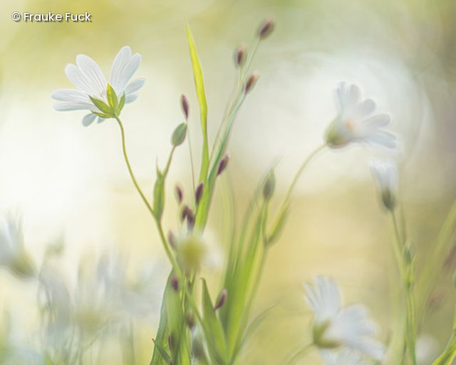 Wiese mit Blumen