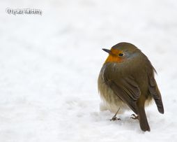 Rotkehlchen im Schnee