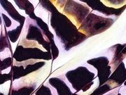 Muster aus der Natur