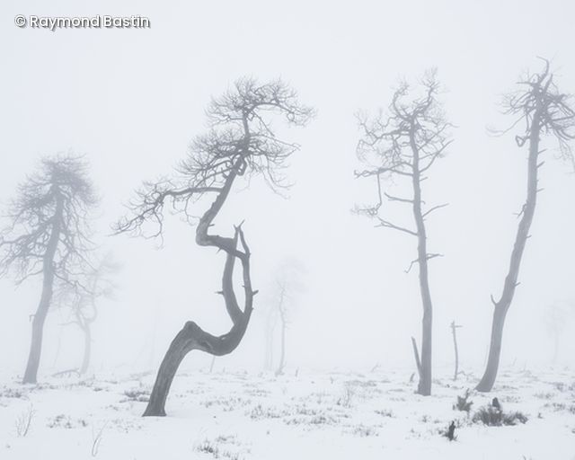 Bäume im Schnee 