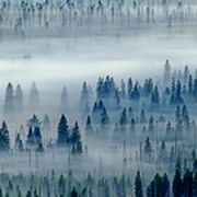 Nebeliges Waldpanorama