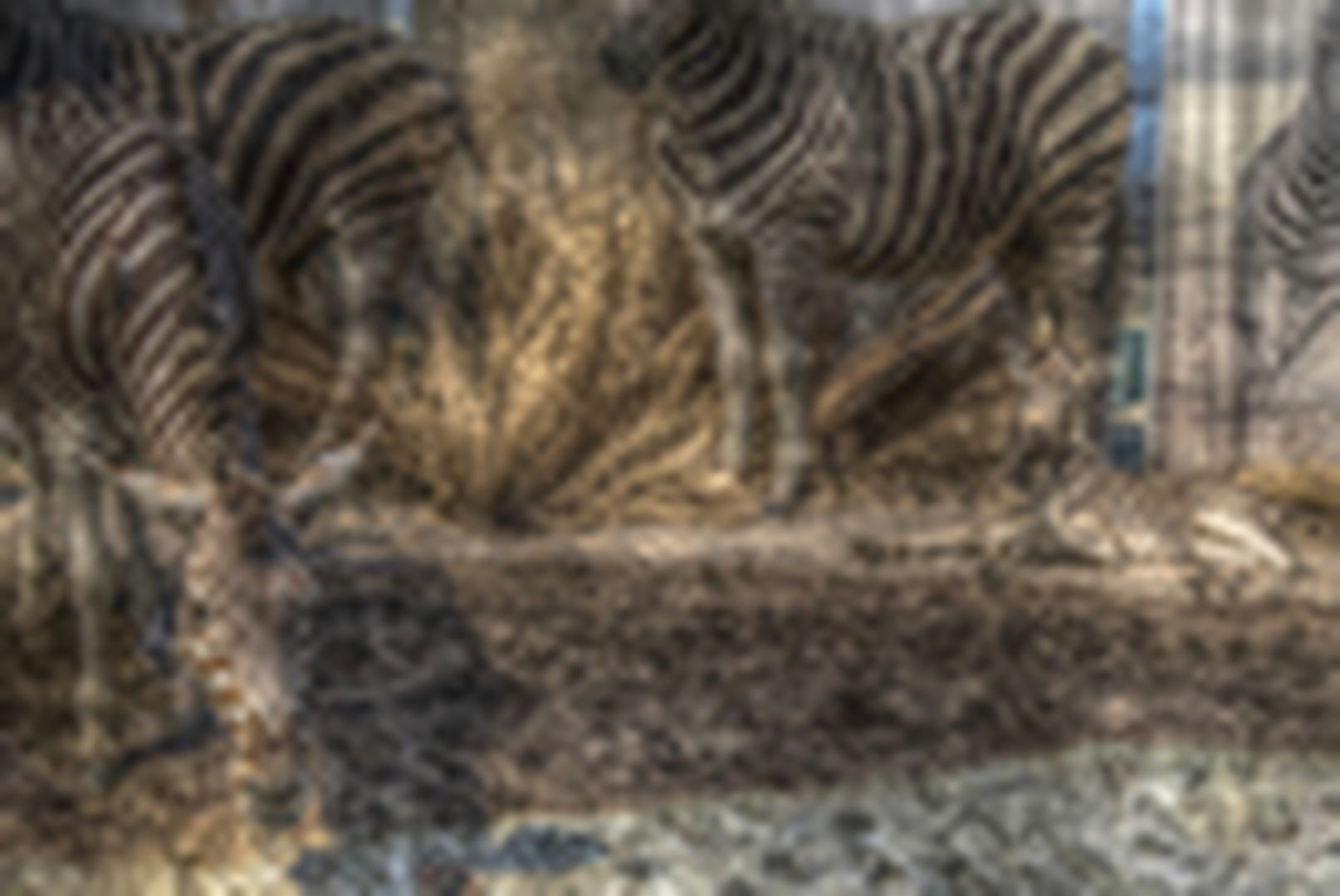 Zebra Präparate