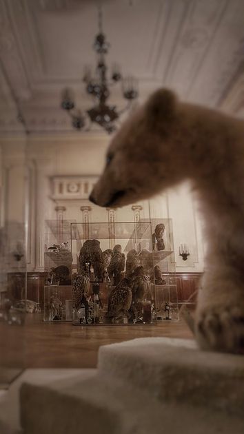 Eisbären Präparat in Ausstellungsraum