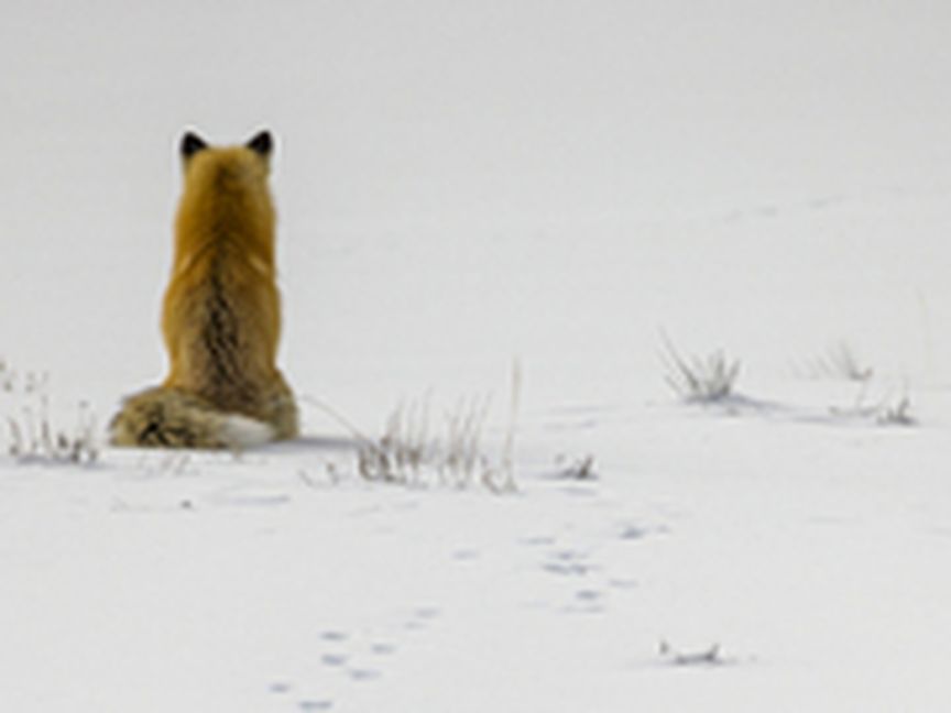 Fuchs sitzt im Schnee