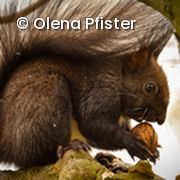 Eichhörnchen frisst Nuss