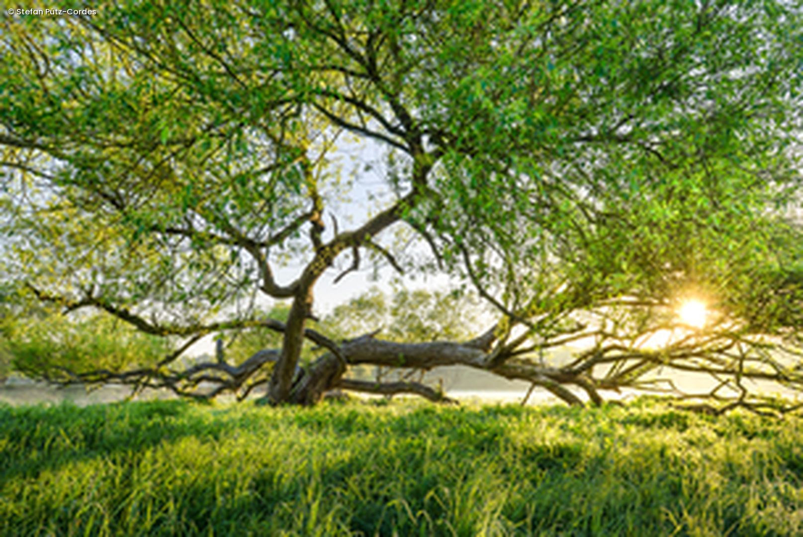 Baum auf Wiese