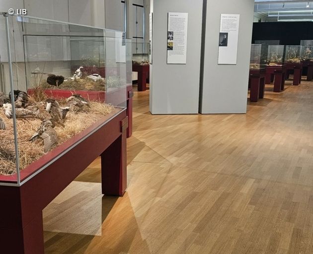 Museumsvitrinen