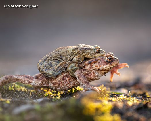 1 Frosch sitzt auf anderem