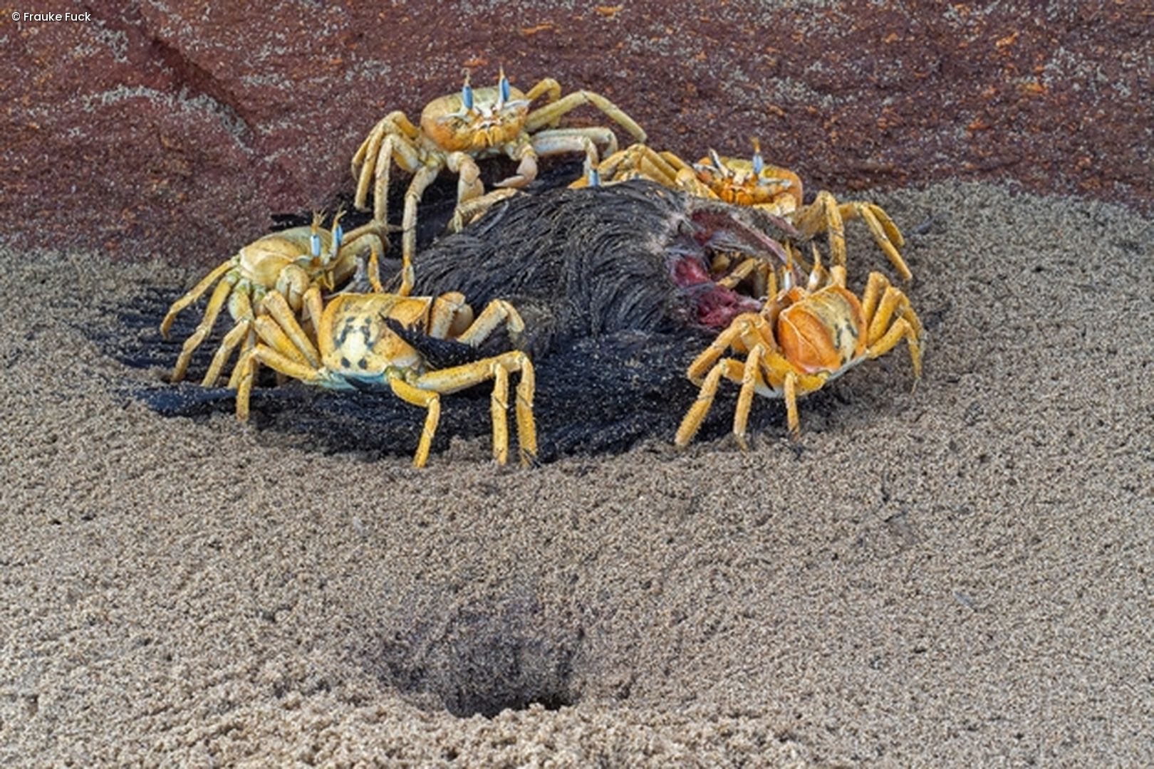 Gruppe von Krabben