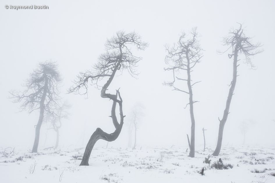 Bäume im Schnee 