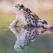 Frosch auf Wasseroberfläche 