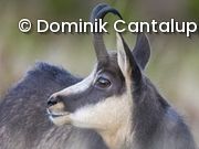 Steinbock