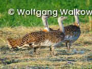 Vögel auf Feld