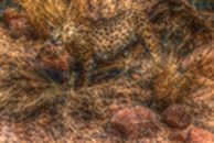 Leoparden Präparat 