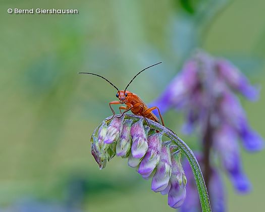 Käfer auf Blüte