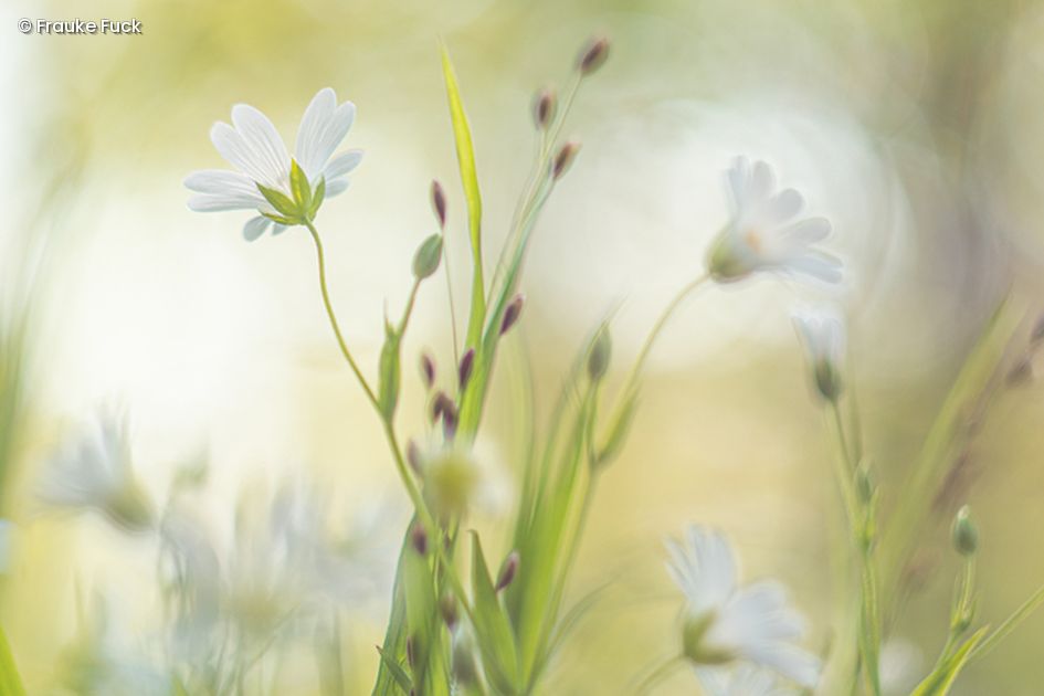 Wiese mit Blumen