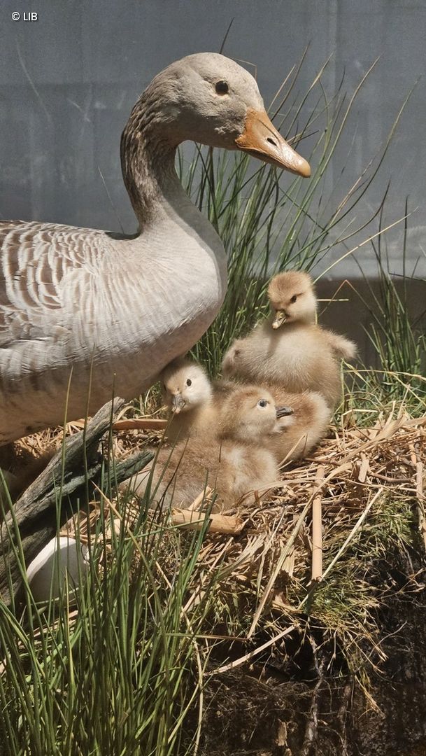 Vogelpräparat
