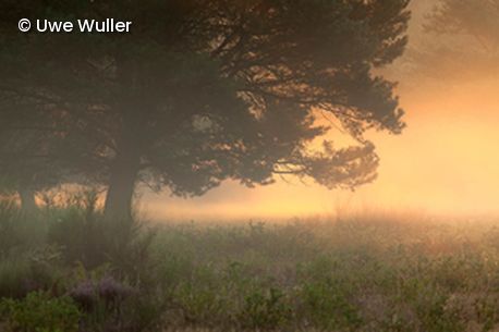Baum und Wiese im Hintergrund Sonnenuntergang