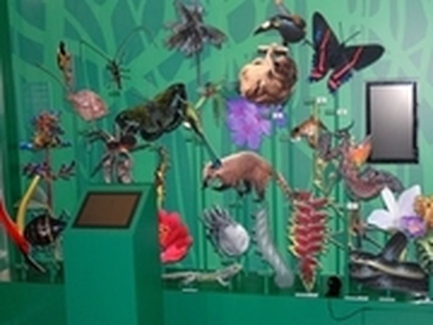 Grüne Wand mit vielen verschiedenen Tierpräparaten davor
