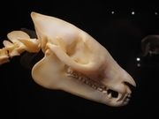 Schädel des Urpferdchens