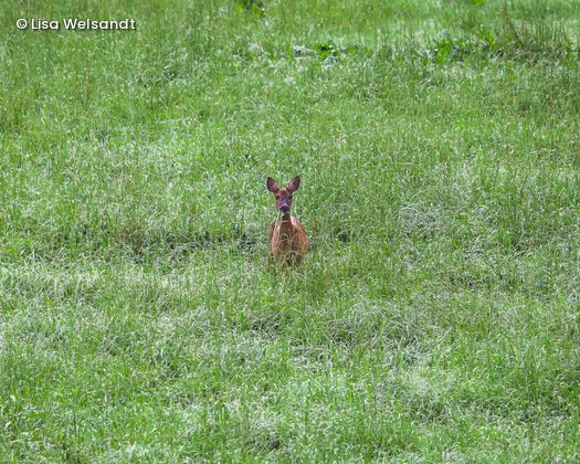 Reh auf Wiese
