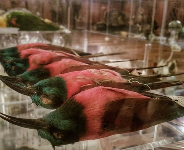 Vogelpräparate in Ausstellungsraum