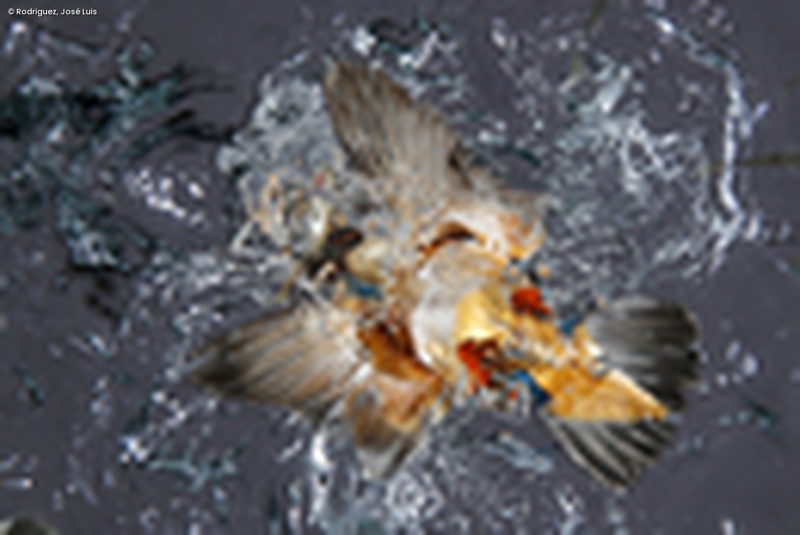Eisvogel von unten