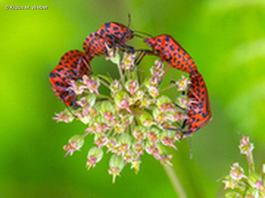 Käfer auf Blüte