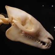 Schädel des Urpferdchens