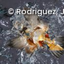 Eisvogel von unten