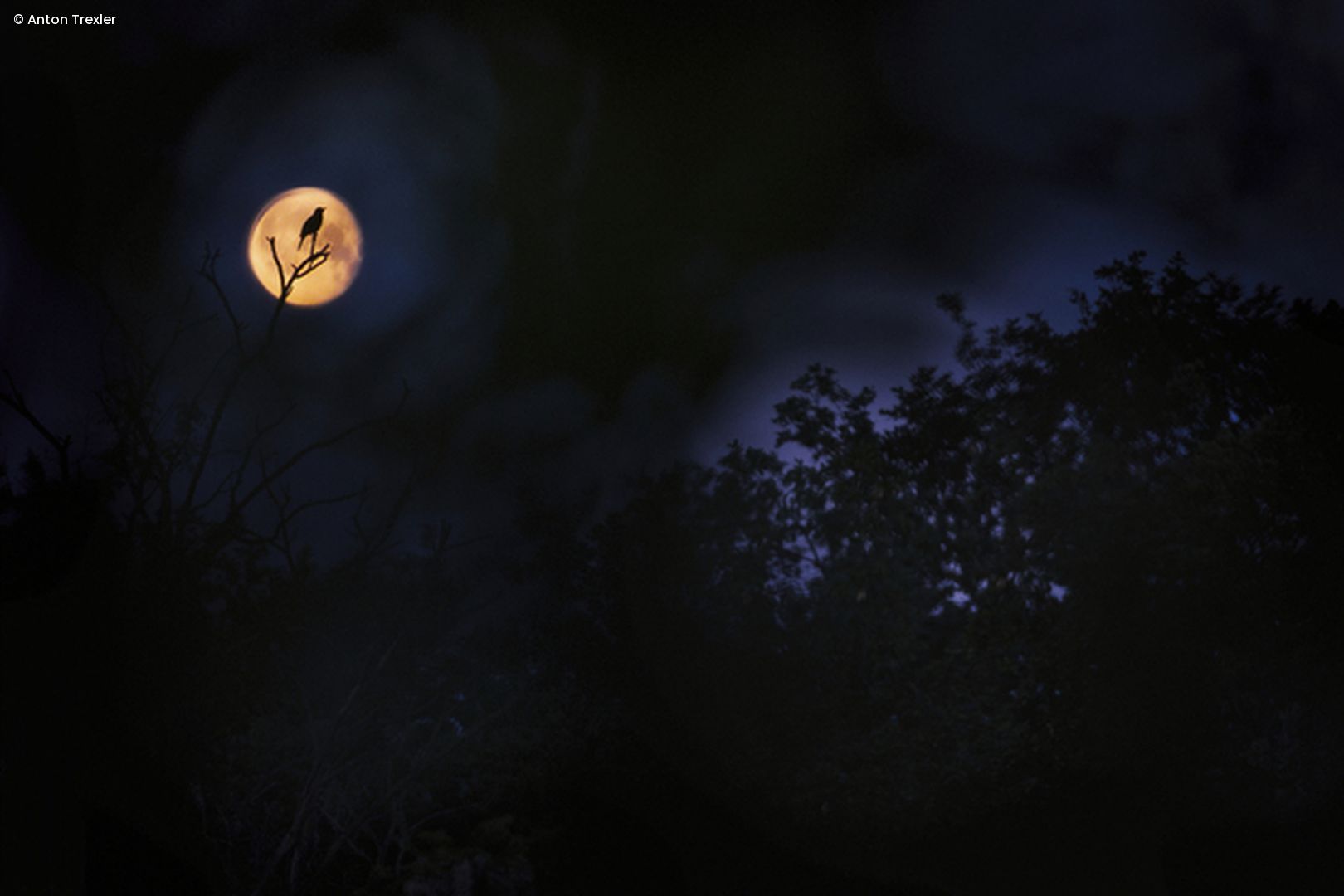 Eule vor Vollmond