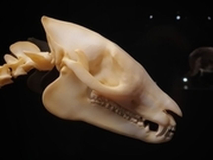 Schädel des Urpferdchens